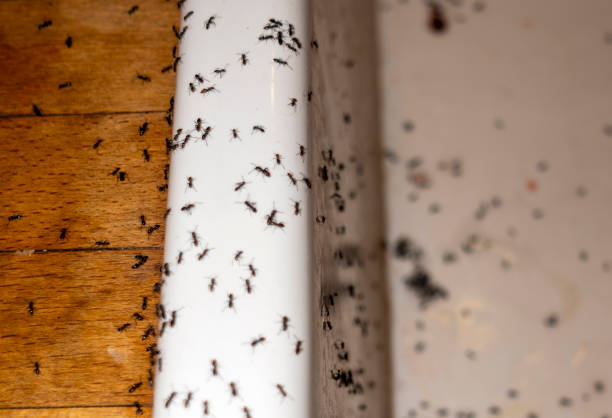 Wildlife Control Services in Middleburg, PA